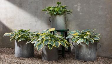 Old Galvanized Planters
